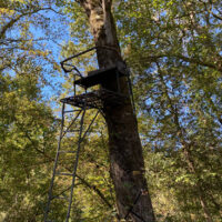 TreeStand