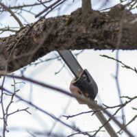 PoleSaw PoleSaw
