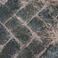 WeedKiller5 WeedKiller5